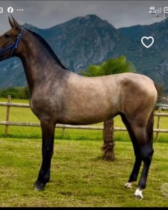 Cavalla Andalusa PRE 3 anni
