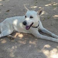 Jhon mai scelto da cucciolo