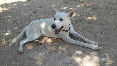 Jhon mai scelto da cucciolo