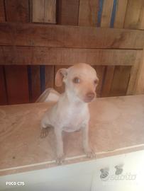 chihuahua 