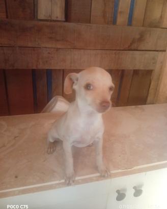 chihuahua 