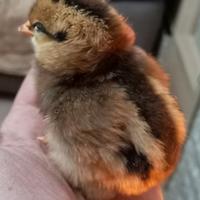 Pulcini di diverse razze