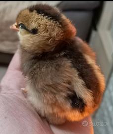 Pulcini di diverse razze