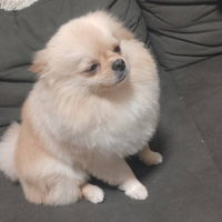 Spitz tedesco nano