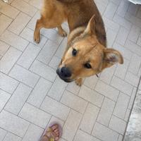 Cane Maschio e bravisdimo