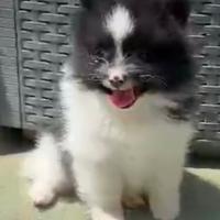 Volpino di Pomerania bicolore