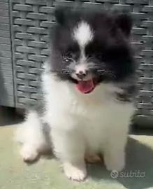 Volpino di Pomerania bicolore