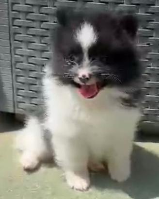 Volpino di Pomerania bicolore