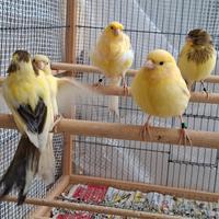 Canarini Timbrado Spagnolo