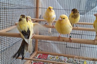 Canarini Timbrado Spagnolo