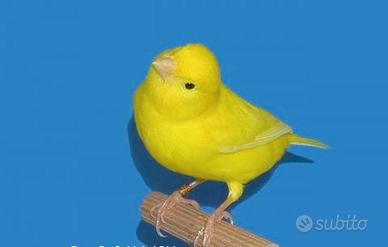 6 coppie di canarini 2025