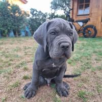 Cuccioli cane corso