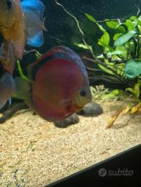 Discus