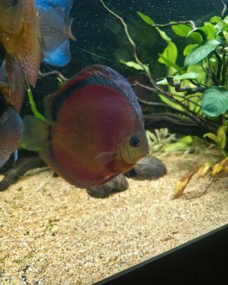 Discus