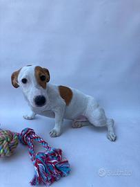 Jack Russel