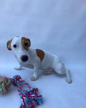 Jack Russel