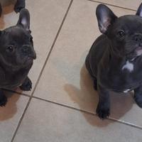 Bulldog francese total blu esotico