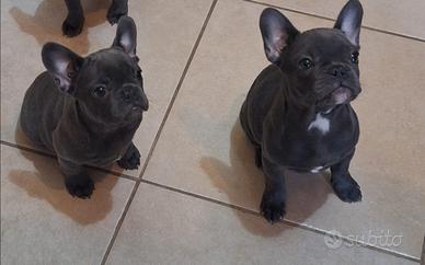 Bulldog francese total blu esotico