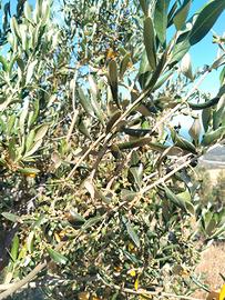 Terreno agricolo zona santa venere