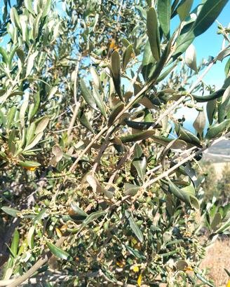 Terreno agricolo zona santa venere