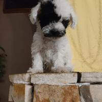 Maschietto Barboncino mini Toy