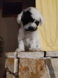 Maschietto Barboncino mini Toy