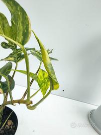 Epipremnum cintho goldfinger