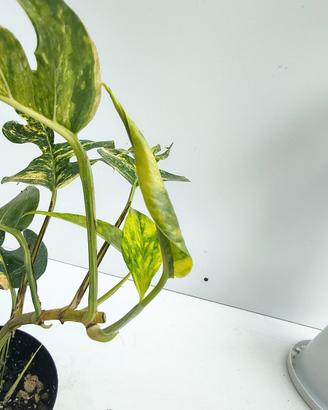Epipremnum cintho goldfinger
