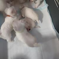 Cuccioli razza Maltese
