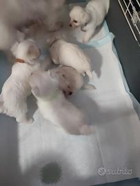 Cuccioli razza Maltese