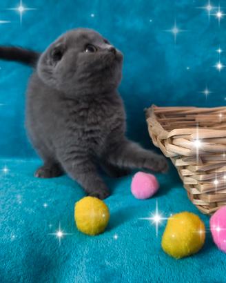 Gattina scottish fold blu