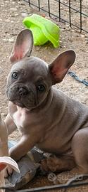 Bulldog francese