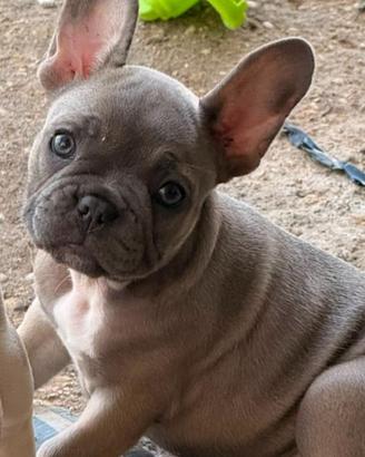 Bulldog francese