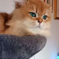 British maschio da monta, 3 anni