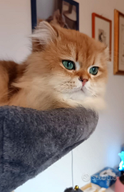 British maschio da monta, 3 anni