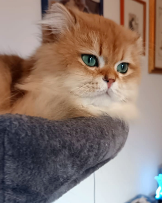 British maschio da monta, 3 anni