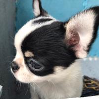 Cuccioli chihuahua