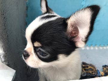 Cuccioli chihuahua