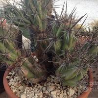 Piante grasse siciliane Opuntia invicta