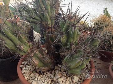 Piante grasse siciliane Opuntia invicta