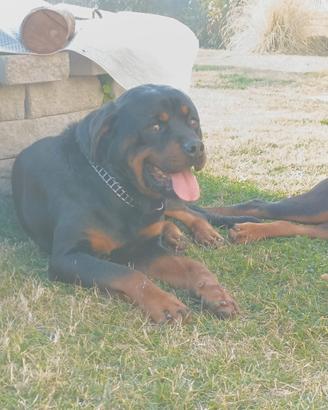 Rottweiler