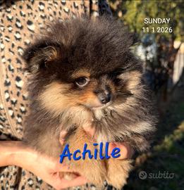 Spitz tedesco nano pomerania