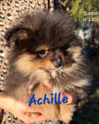 Spitz tedesco nano pomerania