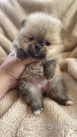 Pomerania