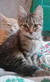 Gattini