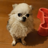 Disponibile splendido chihuahua