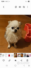 Disponibile splendido chihuahua