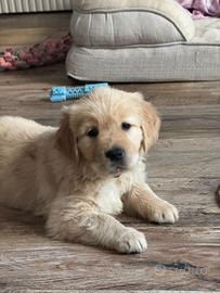 Cucciola di GOLDEN retriver