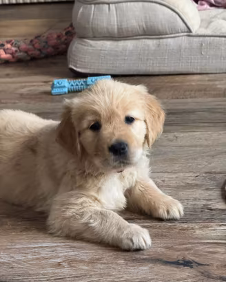 Cucciola di GOLDEN retriver