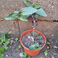 Pianta in foto